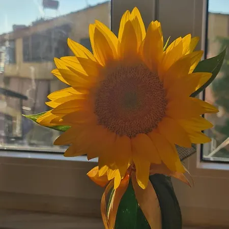 Apartment Sunflower Cozy Near Bllok Area Tirana